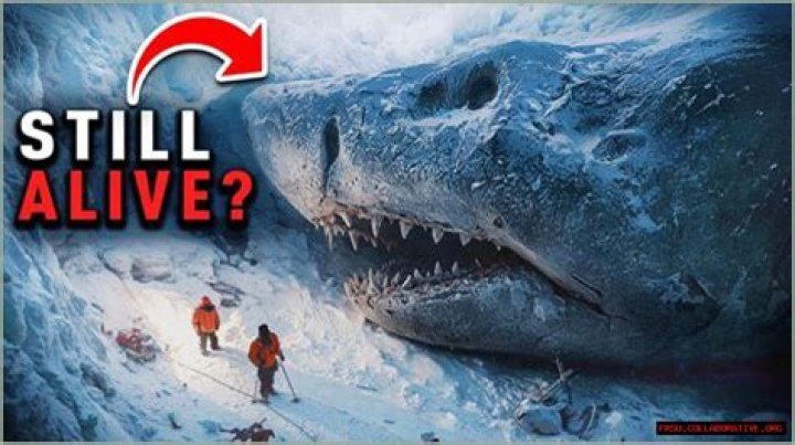NASA's Frozen Megalodon Mystery Solved